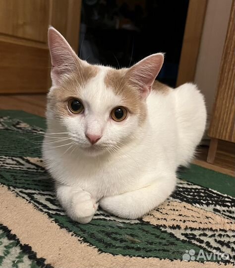 Молодой котик