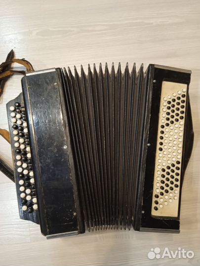 Баян вологодский