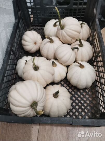 Тыква декоративная белая