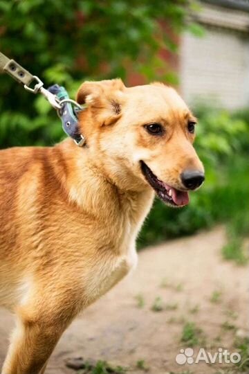 Верочка верит в новый дом