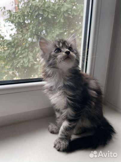 Мейн-кун девочка