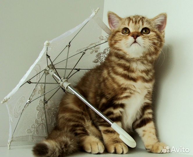 Маленькая леди