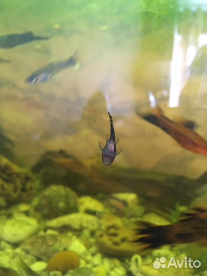 Аквариумные рыбки