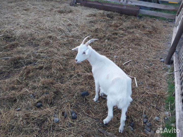 Коза дойная