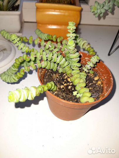 Кактусы и суккуленты