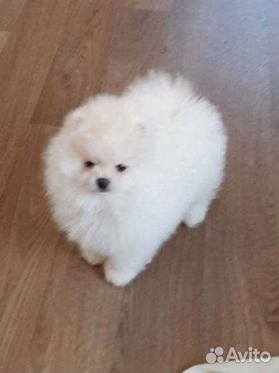 Померанский шпиц,есть выбор