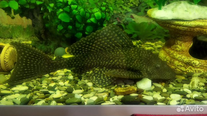 Птеригоплихт парчовый