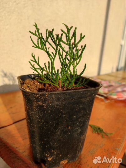 Туя Смарагд саженцы