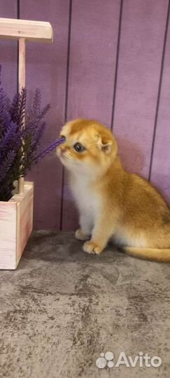 Шотландские котята золотая шиншилла