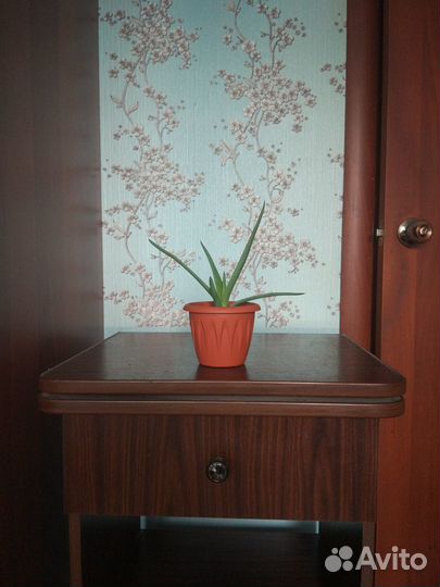 Алоэ вера алоэ древовидный