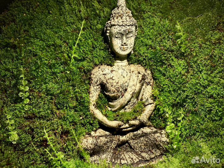 Мохариум с живым мхом и буддой