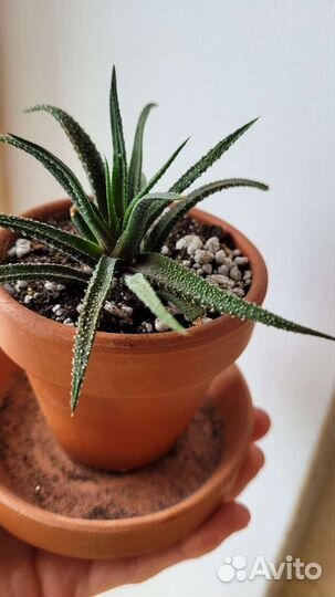 Комнатные цветы : хавортия