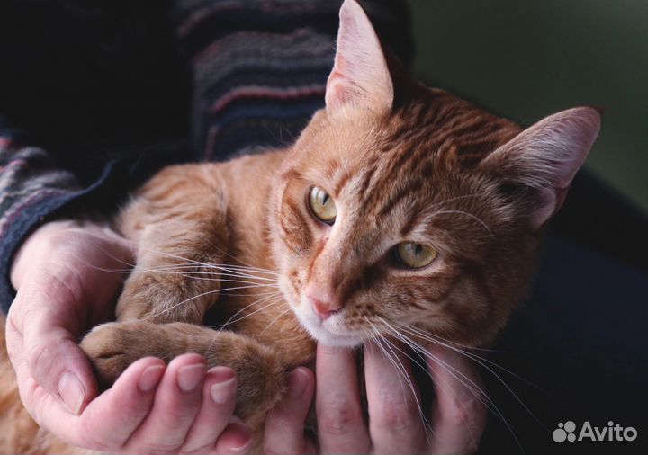 Ласковый котик ищет семью