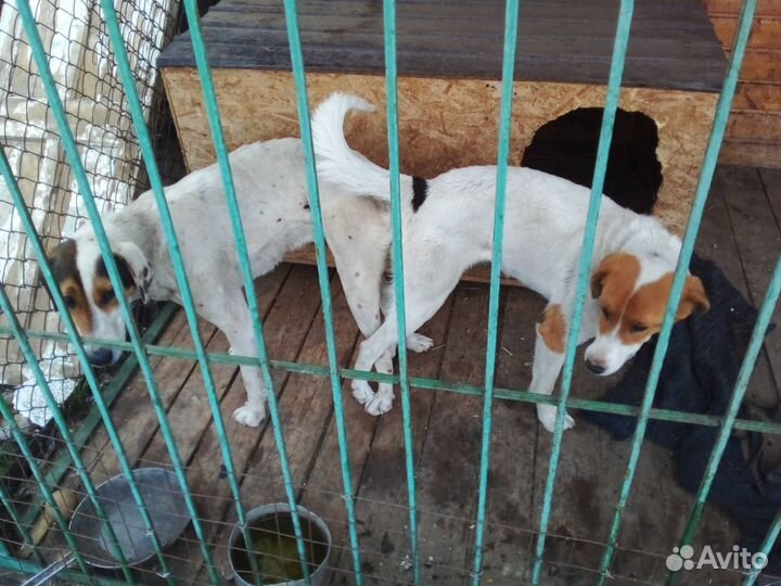 Щенки русской пегой гончей