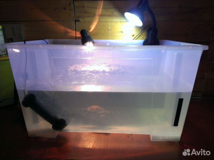 Передержка черепах и других террариумных животных