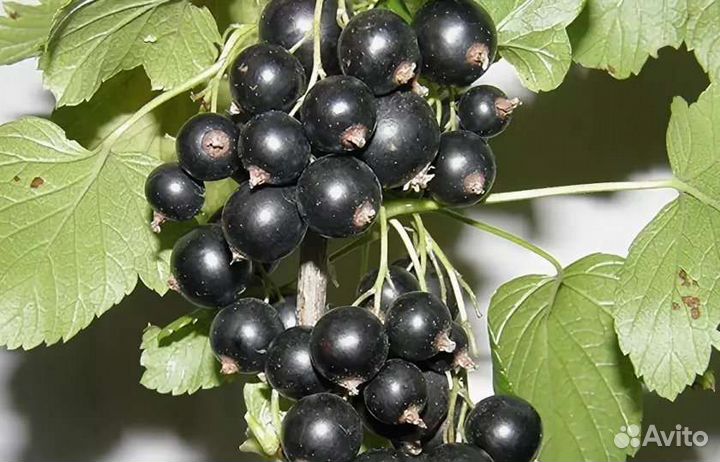 Саженцы черной смородины Зелёная дымка
