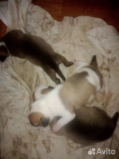 Щенки метис американский стаффордширский теперь