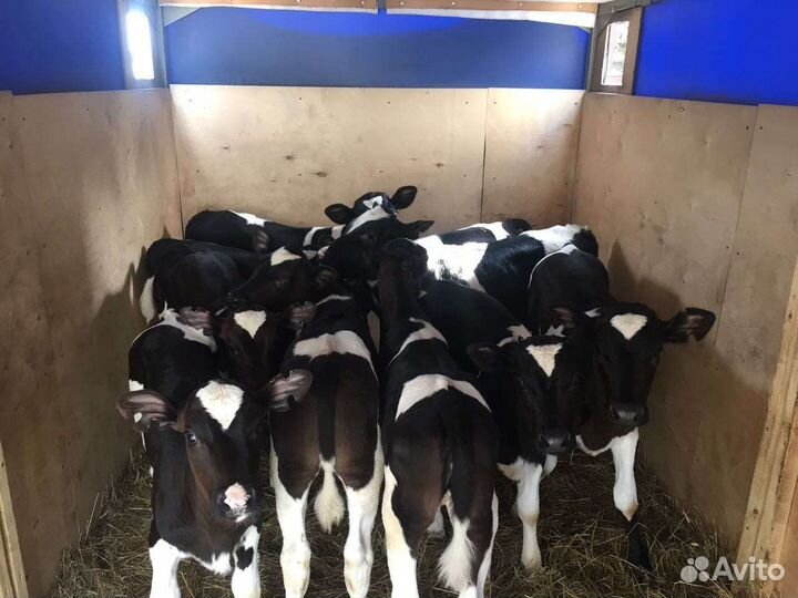 Бычки свежий завоз