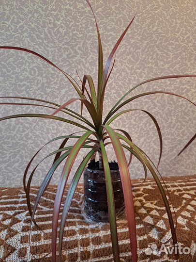 Драцена маргината