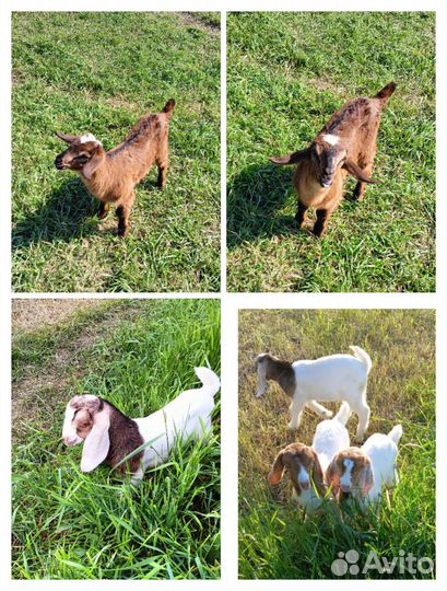 Козлята,2 козлика и 1 козочка