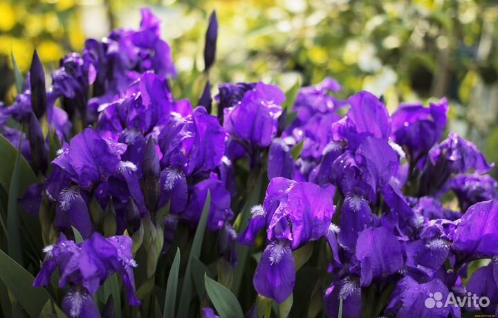 Ирисы бордюрные
