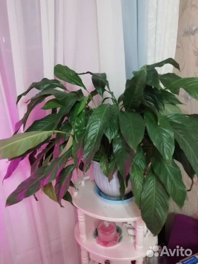 Спатифиллум