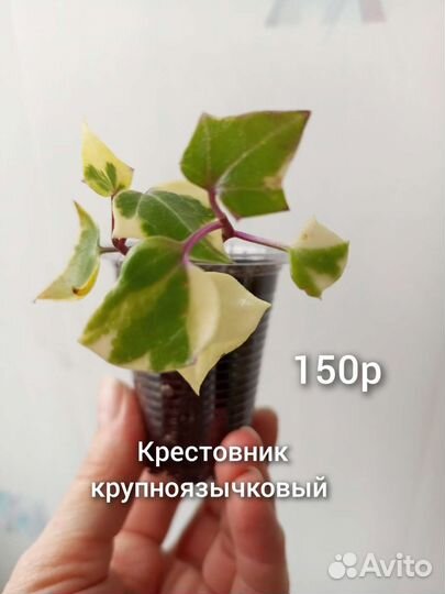 Суккуленты