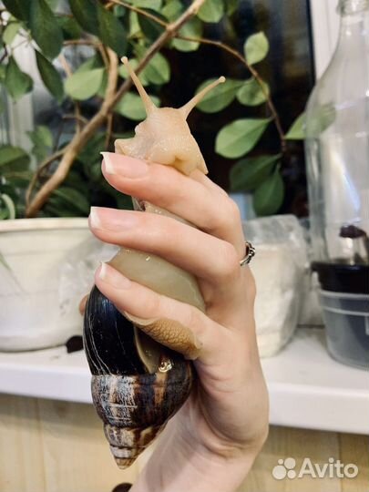 Улитки ахатины бесплатно