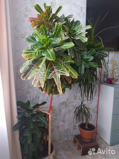 Комнатные растения цветы большие
