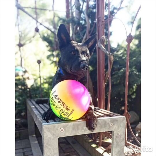 Собака отдам метис овчарки