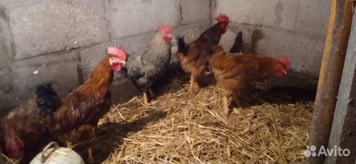 Молодые Петушки-красавцы