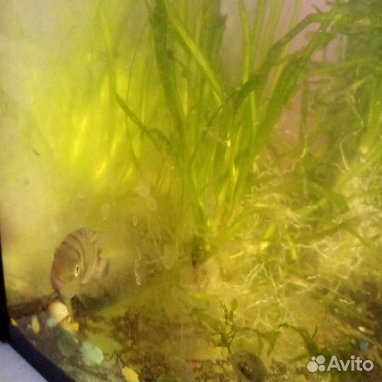 Цихлида чернополосая, гуппи