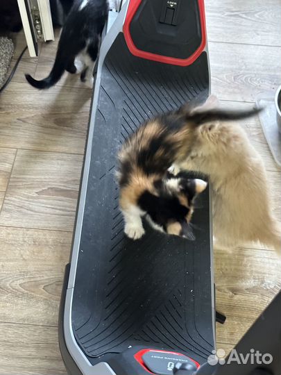 Раздам котят