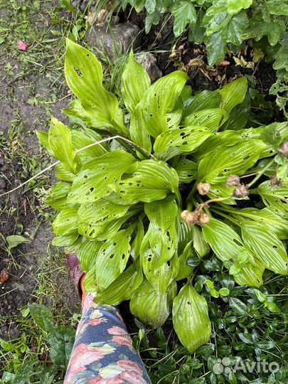 Кустами- Хоста, астильба, горжетка, медуница пятн