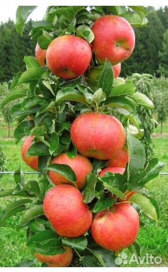 Колоновидные яблони груши