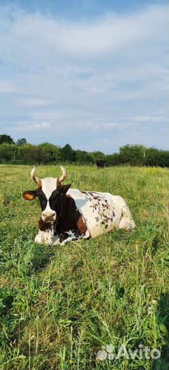 Корова айширская высокоудойная