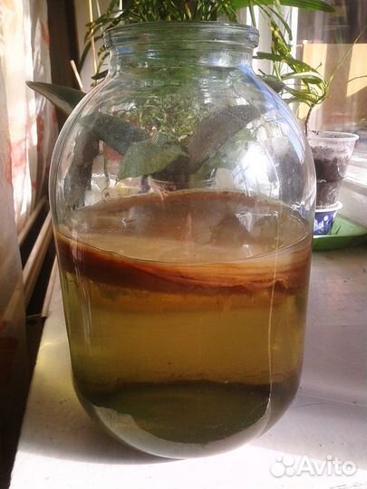 Чайный гриб