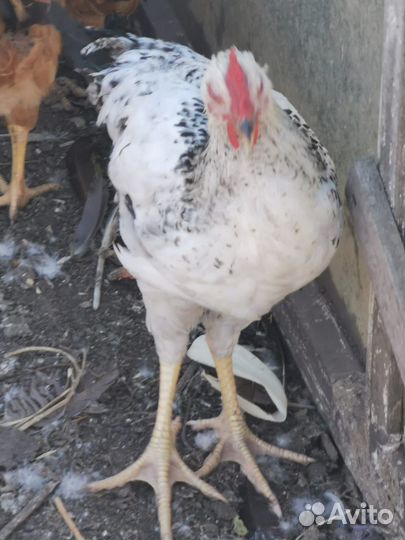 Молодые петухи