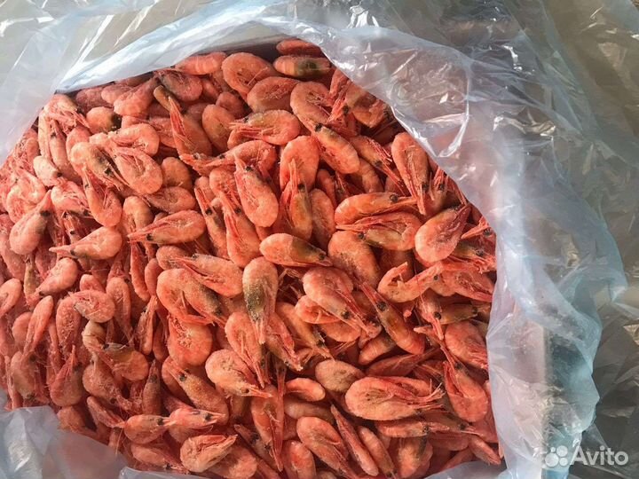 Креветка северная