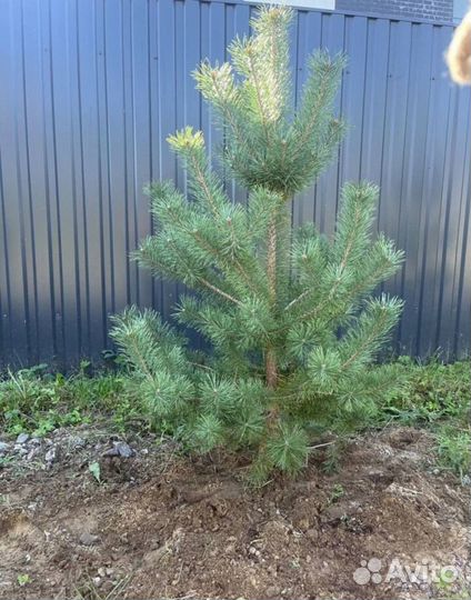 Саженцы сосны обыкновенной