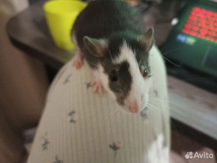 Передержка животных