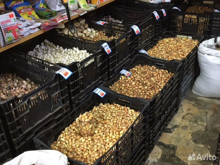 Лук севок всегда