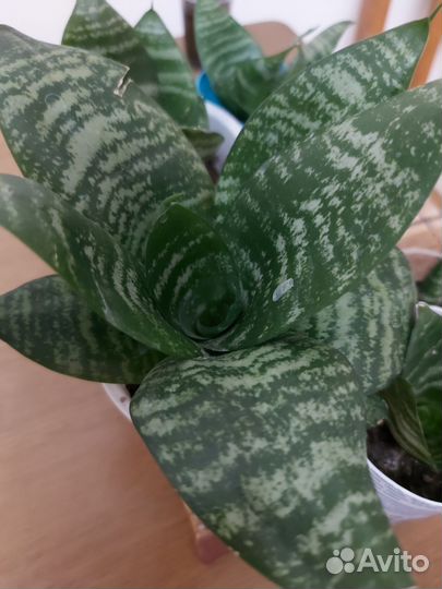 Сансевиерия сортовая