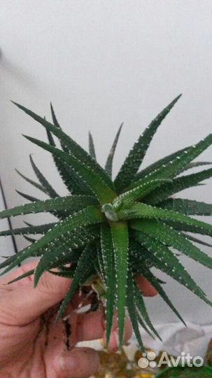 Хавортия Биг Бенд