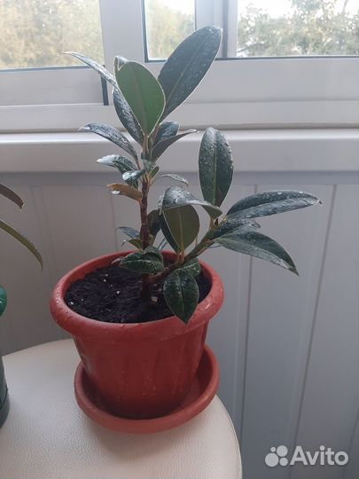 Фикус Мелани