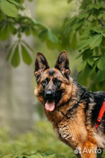 Немецкая овчарка в добрые руки