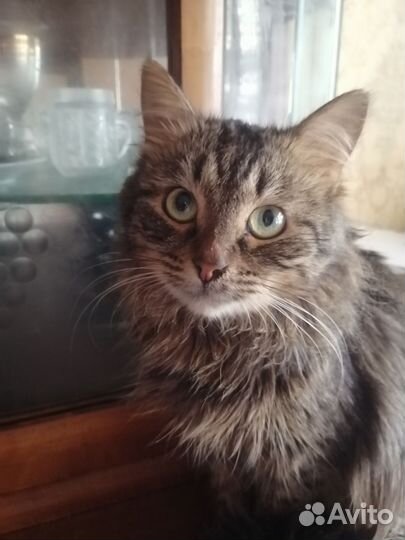Котик в хорошие руки