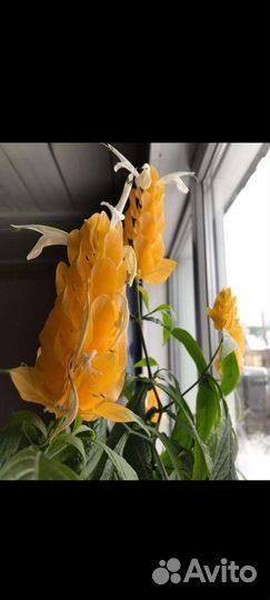 Пахистахис