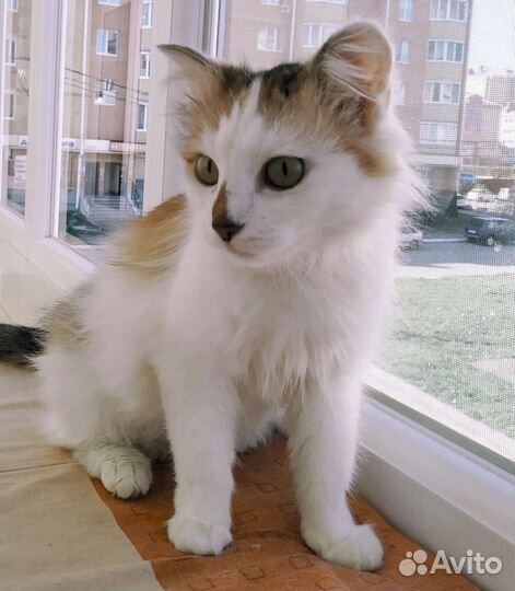 Кошечка Люси(стерилизованная)