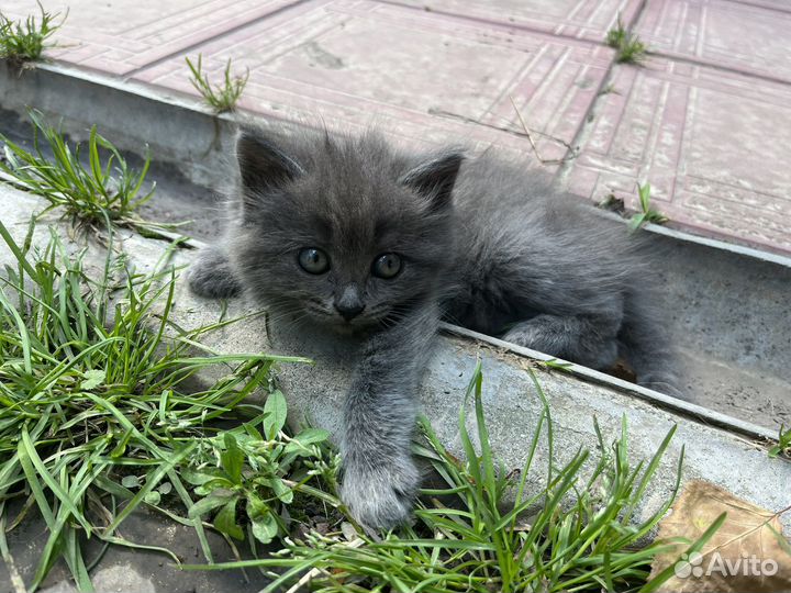 Кошки в добрые руки бесплатно